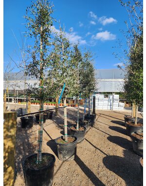 Oak 'Live Oak' 30G