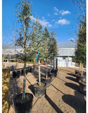 OAK, 'LIVE OAK', 3OG