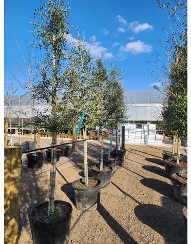 OAK, 'LIVE OAK', 3OG