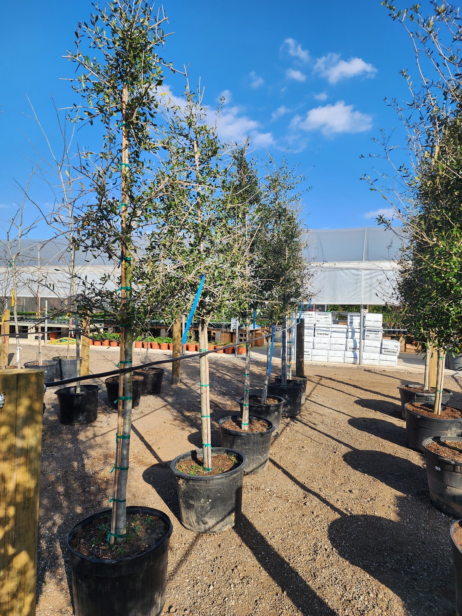 Live Oak 30 Gallon - Quercus virginiana