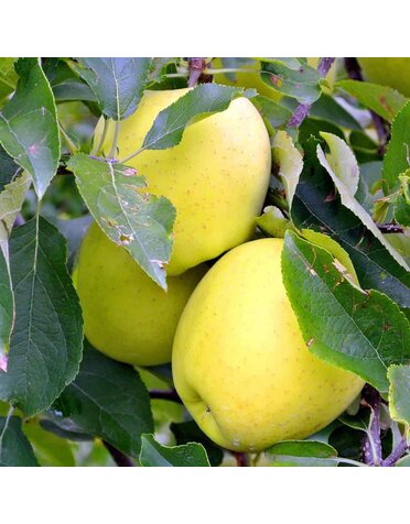 APPLE TREE, 'DORSET GOLDEN' 3G