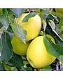 FRUIT TREE, APPLE, 'DORSET GOLDEN' 3G
