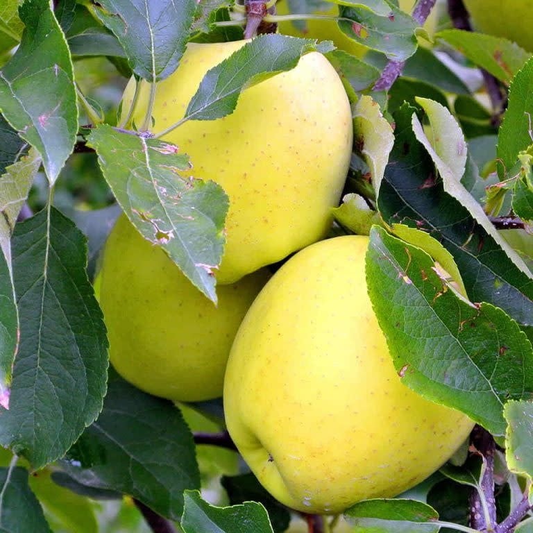 FRUIT TREE, APPLE, 'DORSET GOLDEN' 3G