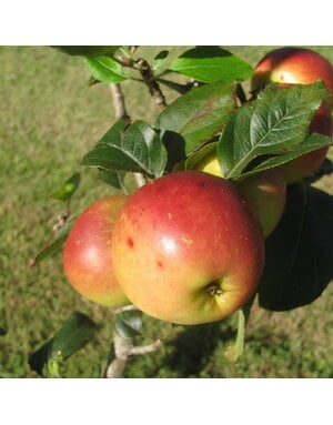 FRUIT TREE, APPLE, 'EIN SHEIMER', 3G-5G