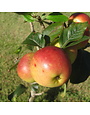 EIN SHEMER APPLE, 3 GALLON