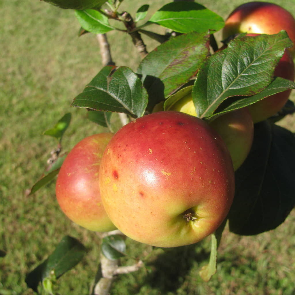 EIN SHEMER APPLE, 3 GALLON