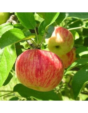 FRUIT TREE, APPLE, 'MOLLIES DELICIOUS', 3G-5G