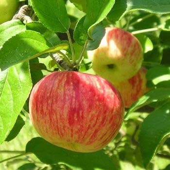 FRUIT TREE, APPLE, 'MOLLIES DELICIOUS', 3G-5G
