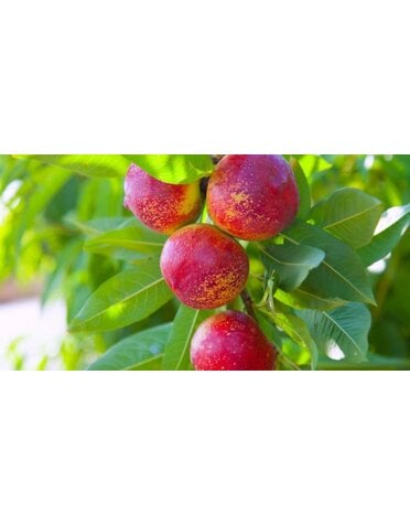 FRUIT TREE, NECTARINE, 'SUNRAYCER' 3G-5G