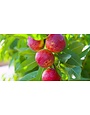 SUNRAYCER NECTARINE TREE, 3 GALLON
