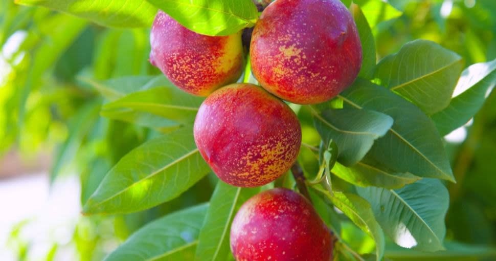 FRUIT TREE, NECTARINE, 'SUNRAYCER' 3G-5G