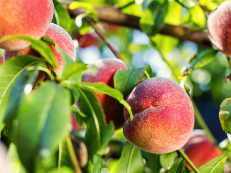 RIO GRANDE' PEACH TREE, 3 GALLON