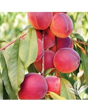 PEACH TREE, 'TEXAS PRINCE', 3G-5G