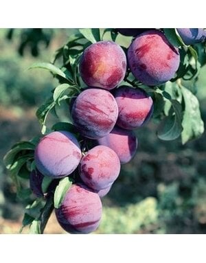 PLUM TREE, 'METHLEY', 3G-5G