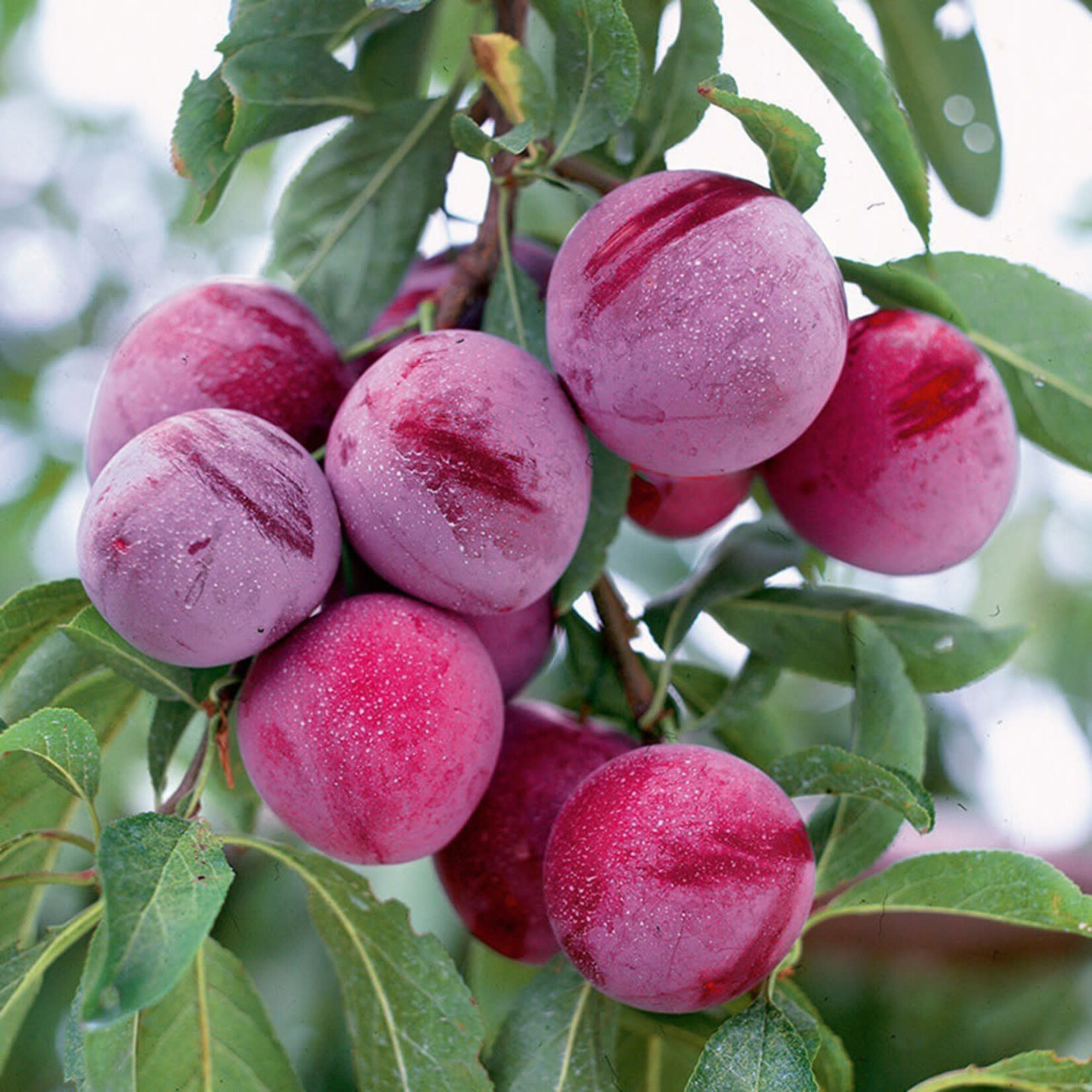 FRUIT TREE, PLUM, 'SANTA ROSA' 3G-5G