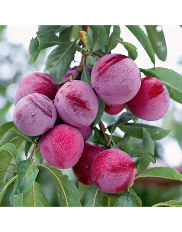 PLUM TREE, 'SANTA ROSA', 3G