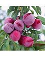 Fruit Tree, Santa Rosa Plum Tree 3 Gallon - Prunus salicina 'Santa Rosa'