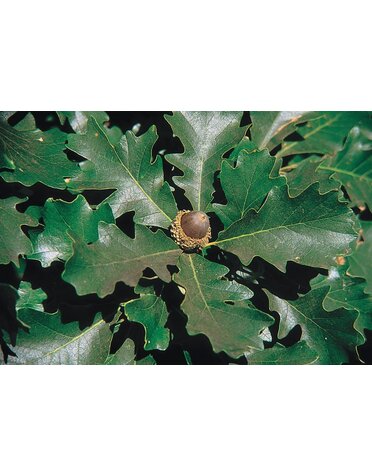 Oak 'Bur' 15G