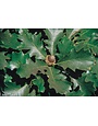 Bur Oak 15 Gallon - Quercus macrocarpa