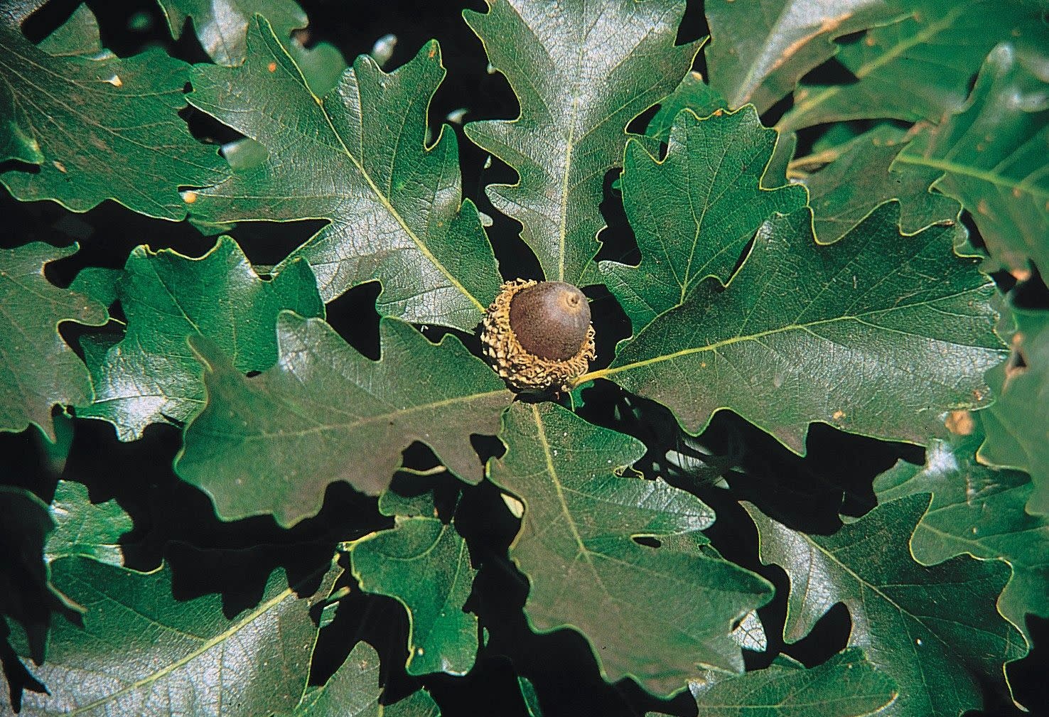Bur Oak 15 Gallon - Quercus macrocarpa
