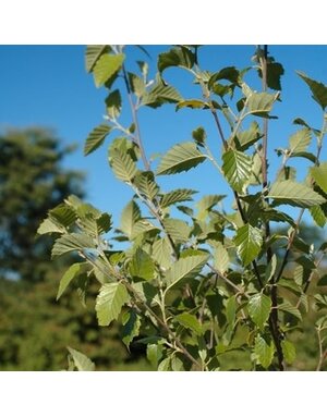 Birch 'River Dura Heat' 30G