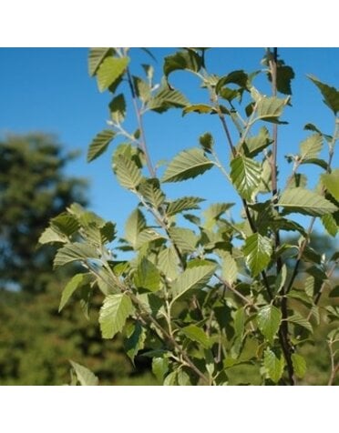 Birch 'River Dura Heat' 30G