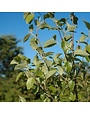 'Dura Heat' River Birch 30 Gallon - Heat Tolerant White Bark