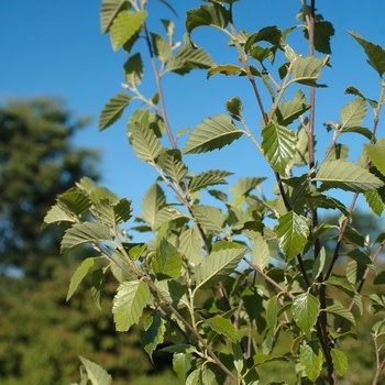 'Dura Heat' River Birch 30 Gallon - Heat Tolerant White Bark