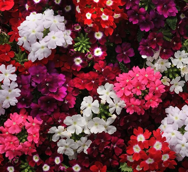 VERBENA, 'ASSORTED' 1G