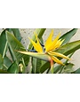 BIRD OF PARADISE, 'YELLOW' 1G