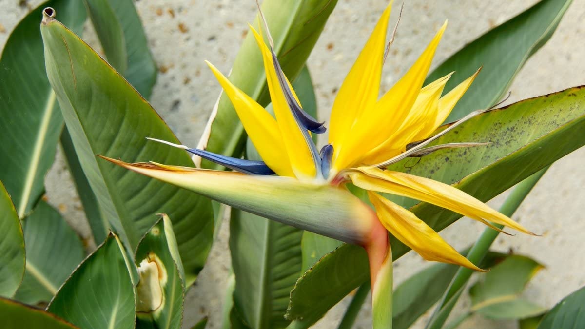 BIRD OF PARADISE, 'YELLOW' 1G
