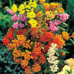 Butterfly Weed, AKA MILKWEED, ASSTD COLORS  1G Asclepia