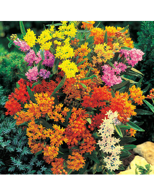 Butterfly Weed Assorted 1 Gallon | Growers Outlet Willis, TX