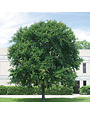 Cedar Elm 30 Gallon - Ulmus crassifolia
