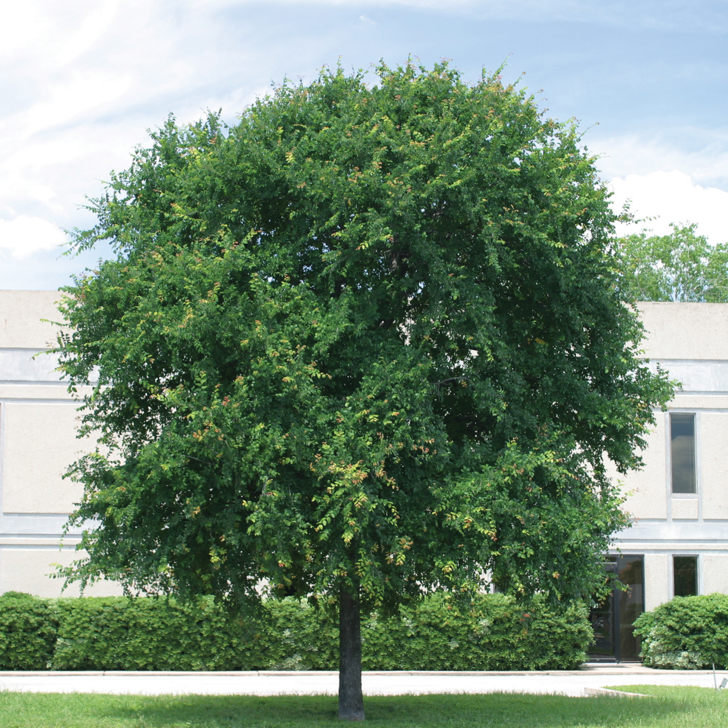 Cedar Elm 30 Gallon - Ulmus crassifolia