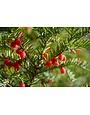 ‘JAPANESE’ YEW, 7 GALLON