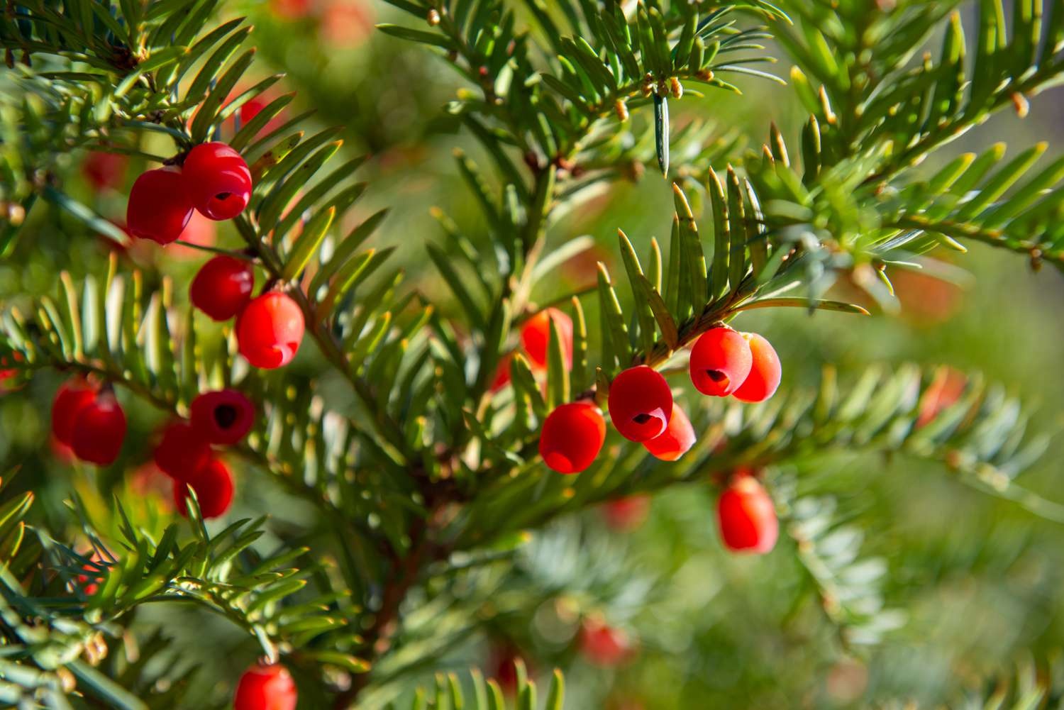 Yew 'Japanese' 7 Gallon - Evergreen Needle Shrub