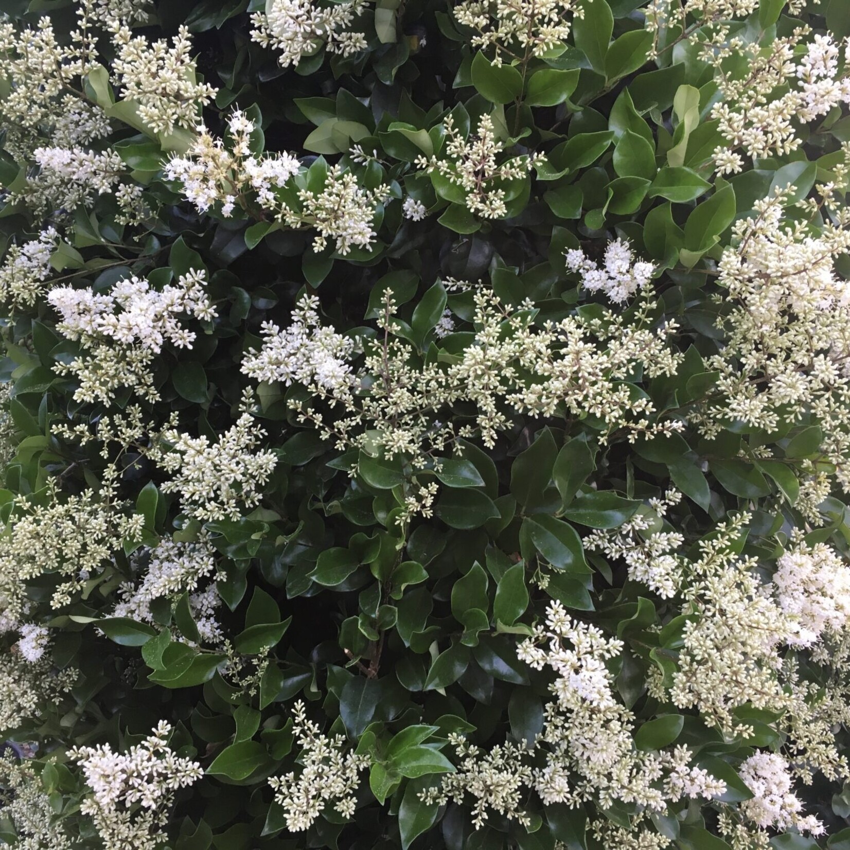LIGUSTRUM, 'WAX TEXANUM 7G