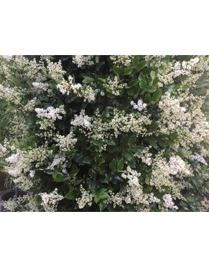 Ligustrum 'Wax Leaf' 7G