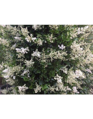 Ligustrum 'Wax Leaf' 7G