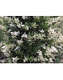 ‘WAX LEAF’ LIGUSTRUM, 7 GALLON