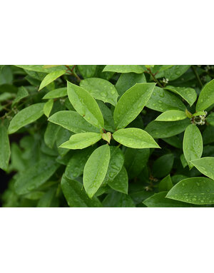 Holly 'Eagleston' 100G