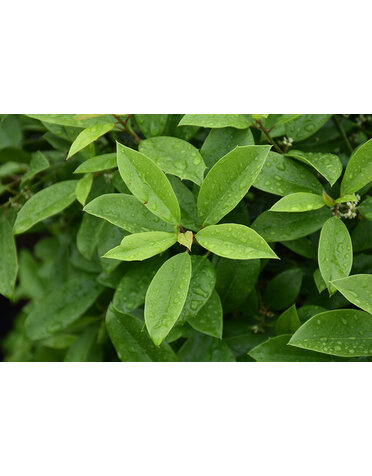Holly 'Eagleston' 100G