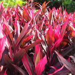 CORDYLINE, 'RED SISTER' 3G