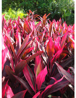 Cordyline 'Red Sister' 3G
