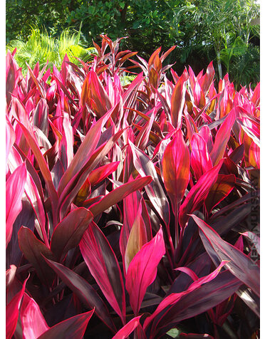 Cordyline 'Red Sister' 3G