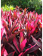 Red Sister Cordyline 3 Gallon - Cordyline fruticosa 'Red Sister'