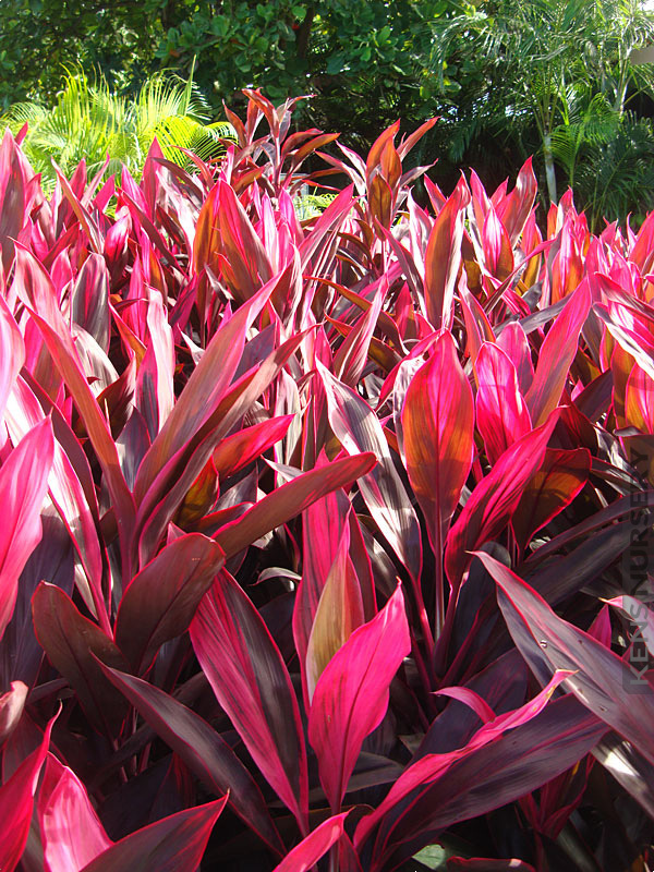 Red Sister Cordyline 3 Gallon - Cordyline fruticosa 'Red Sister'