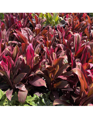 CORDYLINE, 'AUNTIE LOU' 3G