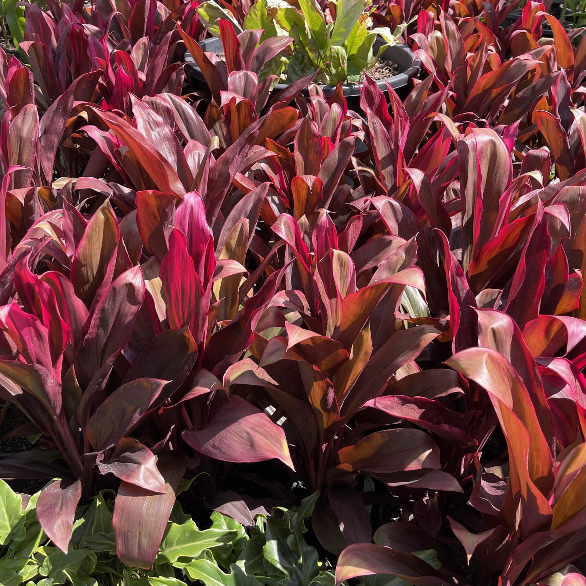 CORDYLINE, 'AUNTIE LOU' 3G